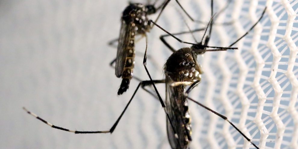 brasil-e-pais-com-mais-casos-de-dengue-no-mundo,-alerta-oms