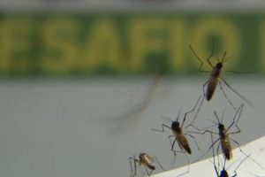 dengue-avanca-em-ritmo-acelerado-no-estado-do-rio-de-janeiro