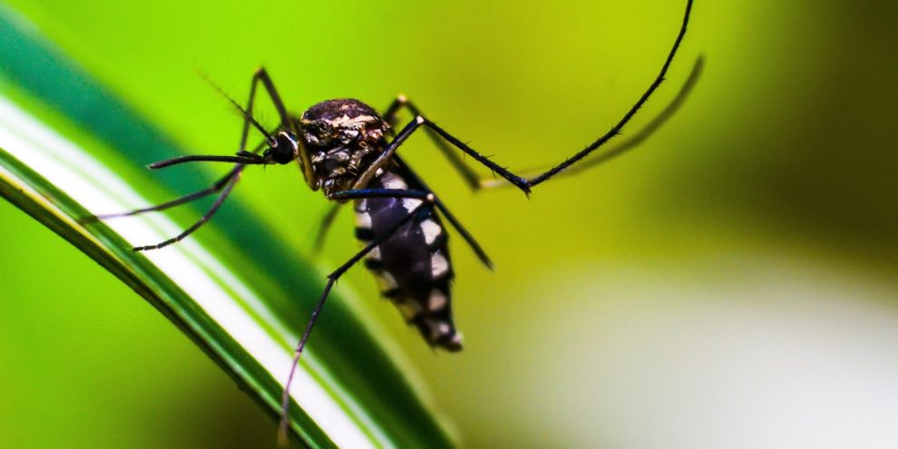 cidade-do-rio-confirma-primeira-morte-por-dengue-de-2024