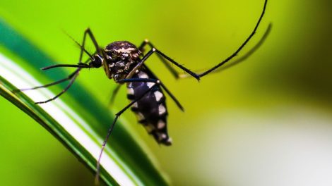 brasil-tem-quase-mil-mortes-por-dengue-em-investigacao