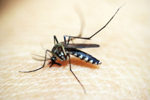 alem-de-71-mortes-por-dengue,-minas-tem-20-obitos-por-chikungunya