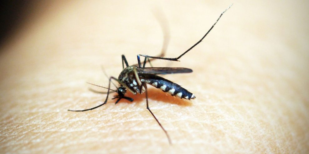 alem-de-71-mortes-por-dengue,-minas-tem-20-obitos-por-chikungunya