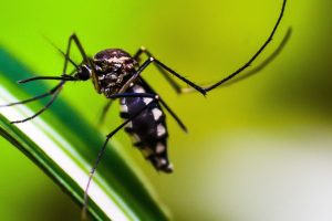 dengue:-americas-podem-registrar-pior-surto-da-historia,-alerta-opas