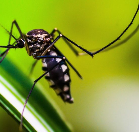 dengue:-americas-podem-registrar-pior-surto-da-historia,-alerta-opas