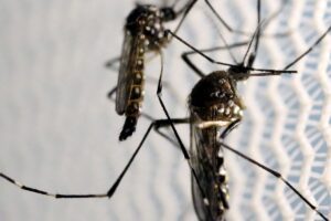 epidemia-de-dengue-e-tema-do-caminhos-da-reportagem-deste-domingo