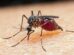 malaria:-gestantes,-criancas-e-pessoas-vulneraveis-sao-mais-afetadas