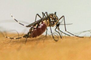 brasil-tem-quase-4-milhoes-de-casos-provaveis-de-dengue