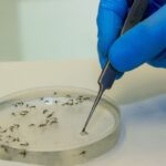 brasil-vai-ampliar-uso-da-bacteria-wolbachia-no-combate-a-dengue