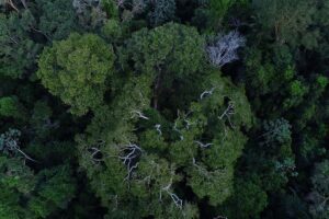florestas-publicas-serao-concedidas-para-gerar-credito-de-carbono